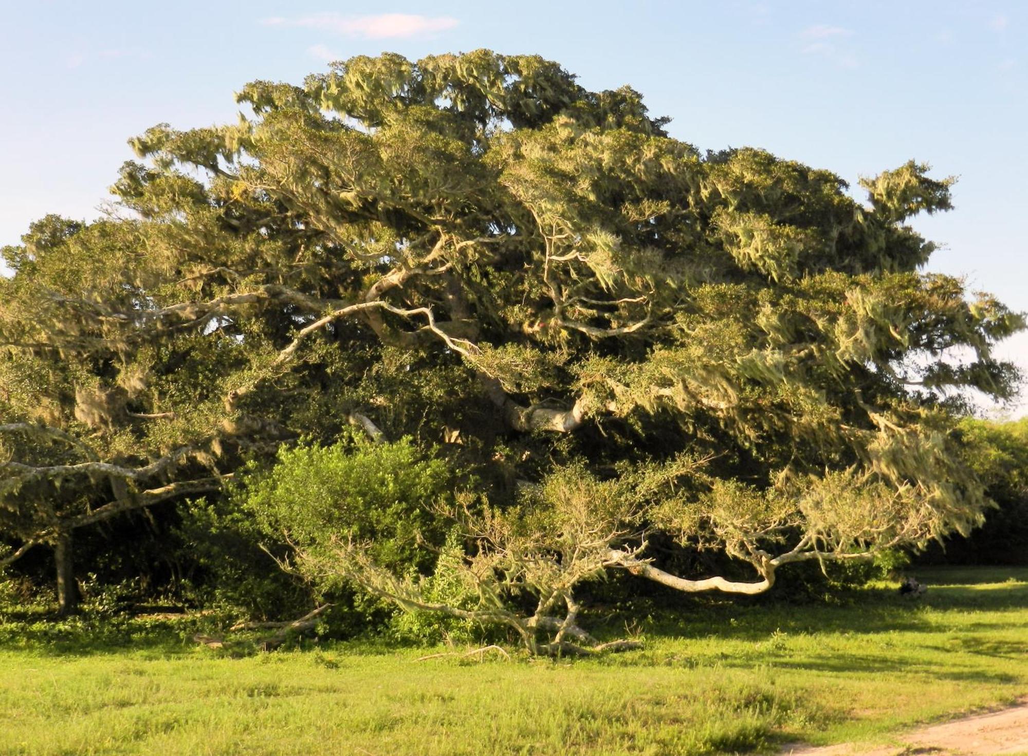 Aldeia Santuario Das Aves Tavares ห้อง รูปภาพ