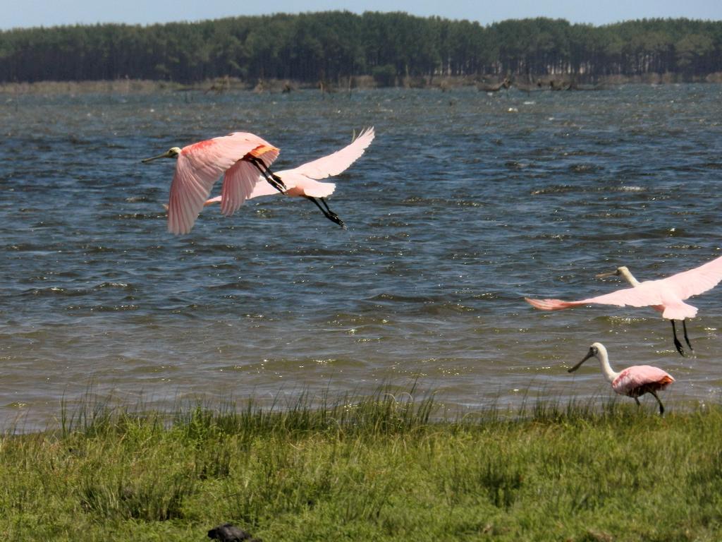 Aldeia Santuario Das Aves Tavares ภายนอก รูปภาพ